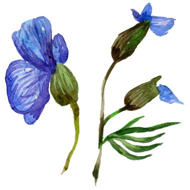 Kır çiçeği orkide çiçek izole bir suluboya tarzında.