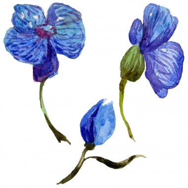 Kır çiçeği orkide çiçek izole bir suluboya tarzında.