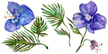 Kır çiçeği orkide çiçek izole bir suluboya tarzında.