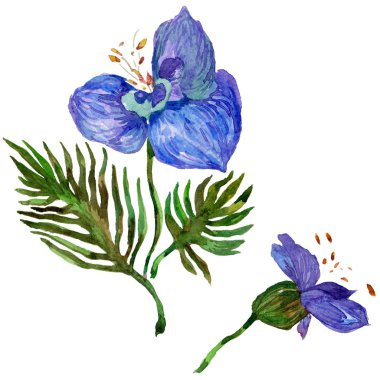 Kır çiçeği orkide çiçek izole bir suluboya tarzında.