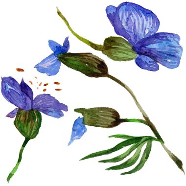 Kır çiçeği orkide çiçek izole bir suluboya tarzında.