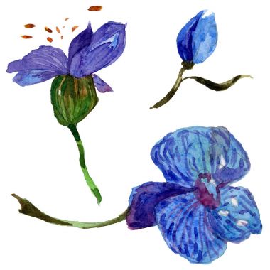 Kır çiçeği orkide çiçek izole bir suluboya tarzında.