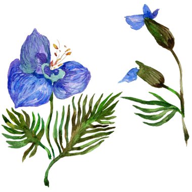 Kır çiçeği orkide çiçek izole bir suluboya tarzında.