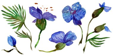 Kır çiçeği orkide çiçek izole bir suluboya tarzında.