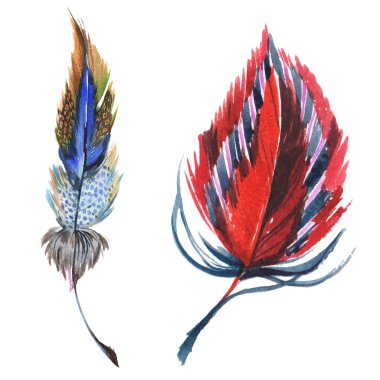 Suluboya kuş tüyü izole kanat üzerinden.