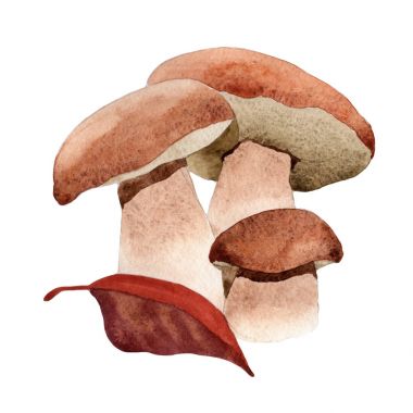 Mantar yabani sebze izole bir suluboya tarzında.