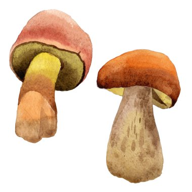 Mantar yabani sebze izole bir suluboya tarzında.