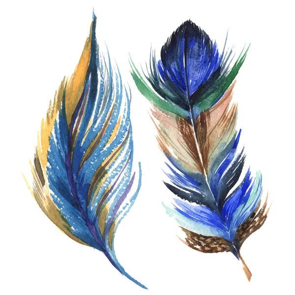 Suluboya kuş tüyü izole kanat üzerinden.