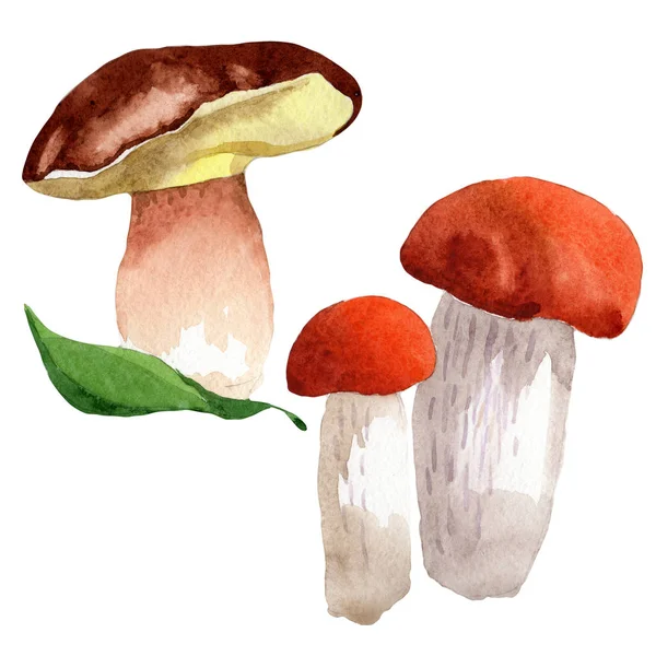 Cogumelos vegetais selvagens em um estilo aquarela isolado . — Fotografia de Stock