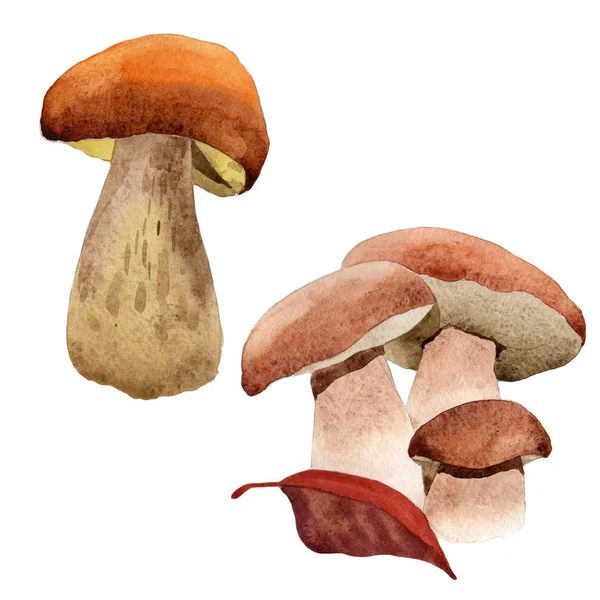 Paddestoelen van wilde groente in een aquarel stijl geïsoleerd. — Stockfoto