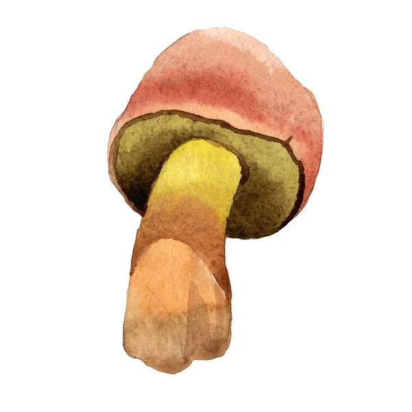 Cogumelos vegetais selvagens em um estilo aquarela isolado . — Fotografia de Stock