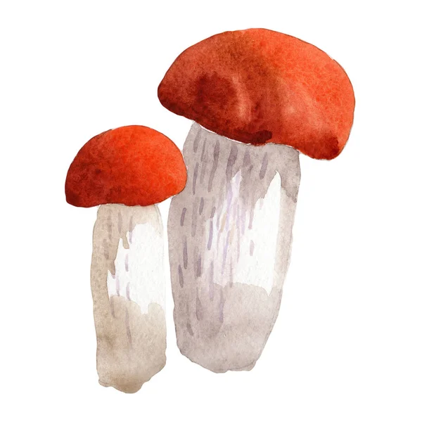 Mushrooms wild vegetable in a watercolor style isolated. — Stock Photo, Image
