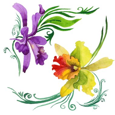 Kır çiçeği orkide çiçek izole bir suluboya tarzında.