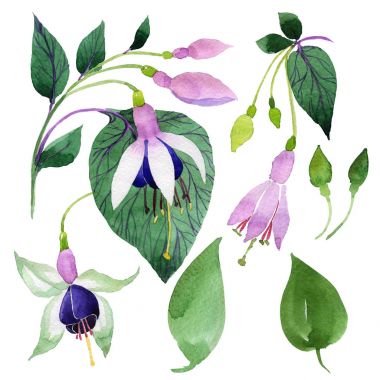 Kır çiçeği fuşya suluboya tarzında izole çiçek.