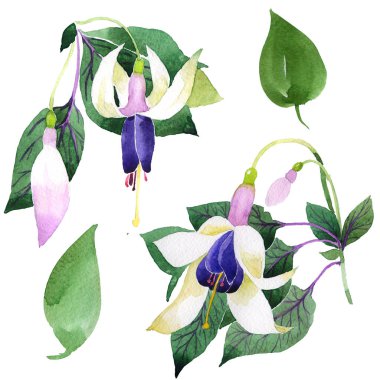 Kır çiçeği fuşya suluboya tarzında izole çiçek.