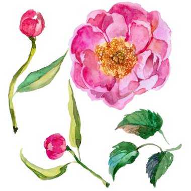 Kır çiçeği peonies çiçek izole bir suluboya tarzında.