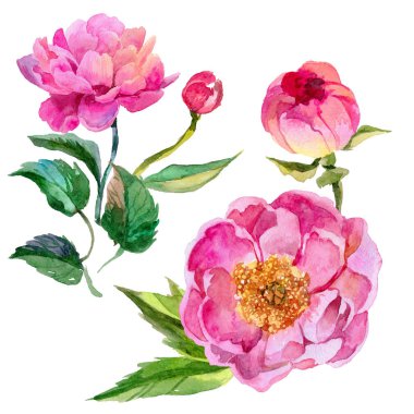 Kır çiçeği peonies çiçek izole bir suluboya tarzında.