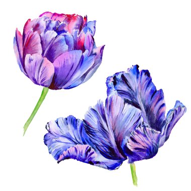 Kır çiçeği Lale çiçek izole bir suluboya tarzında.