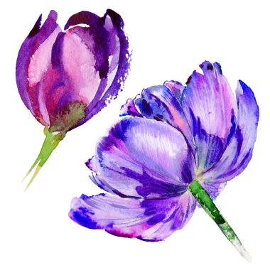 Kır çiçeği Lale çiçek izole bir suluboya tarzında.