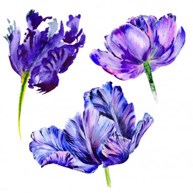 Kır çiçeği Lale çiçek izole bir suluboya tarzında.