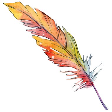 Suluboya kuş tüyü izole kanat üzerinden.