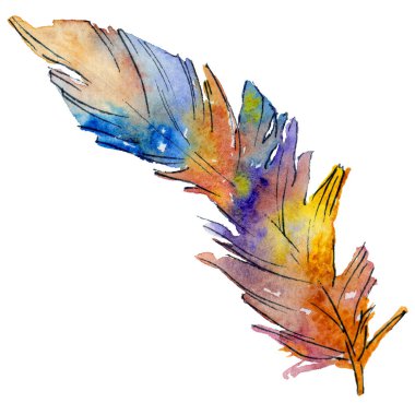 Suluboya kuş tüyü izole kanat üzerinden.