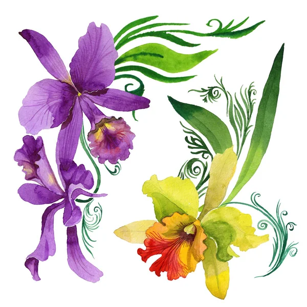 Wildflower orchidej květina ve stylu akvarelu, samostatný. — Stock fotografie