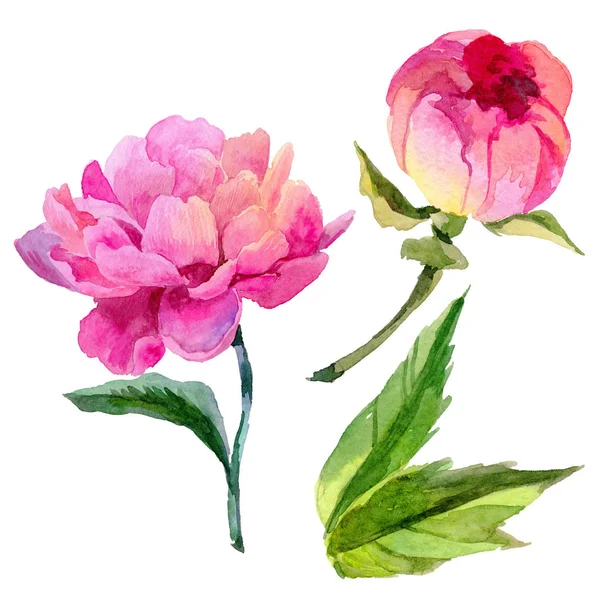 Kır çiçeği peonies çiçek izole bir suluboya tarzında.
