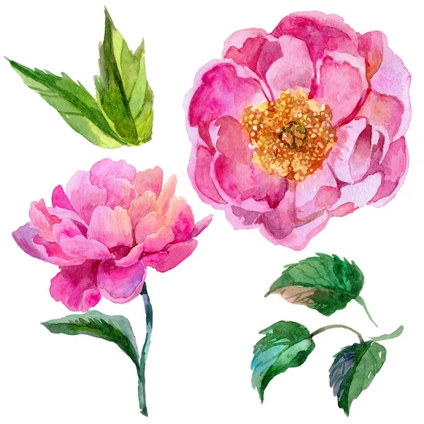 Wildflower peonies flower in a watercolor style isolated. — Stock Photo, Image
