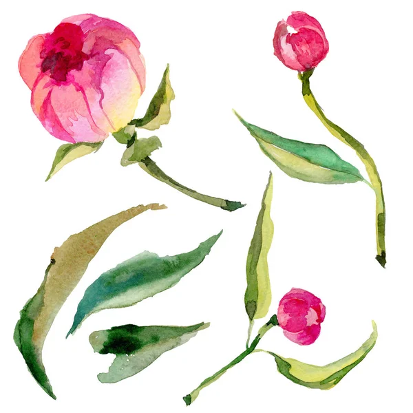 Kır çiçeği peonies çiçek izole bir suluboya tarzında.