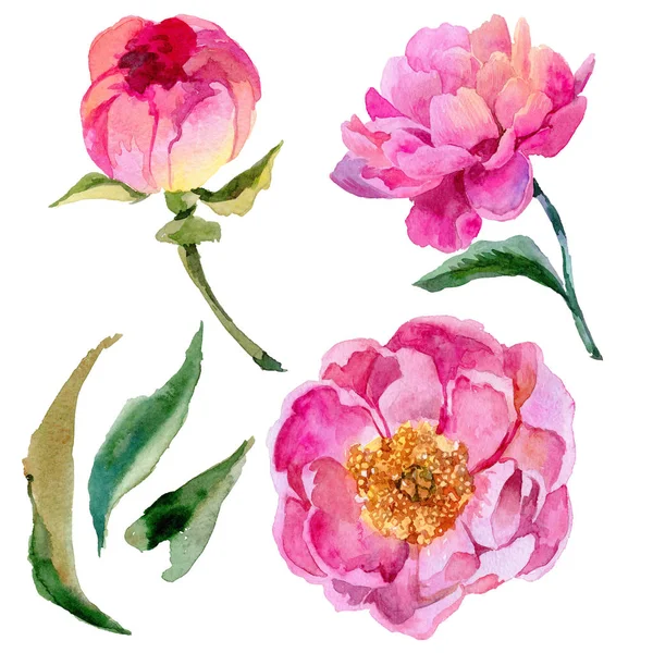 Kır çiçeği peonies çiçek izole bir suluboya tarzında.