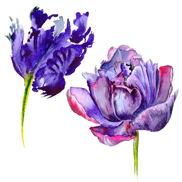 Flor de tulipa de flores silvestres em um estilo aquarela isolado . — Fotografia de Stock