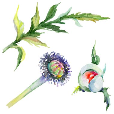 Kır çiçeği haşhaş çiçek izole bir suluboya tarzında.