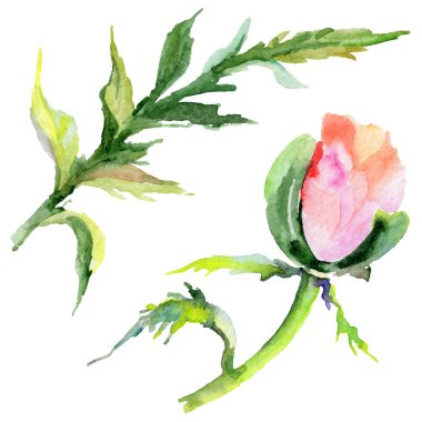 Kır çiçeği haşhaş çiçek izole bir suluboya tarzında.