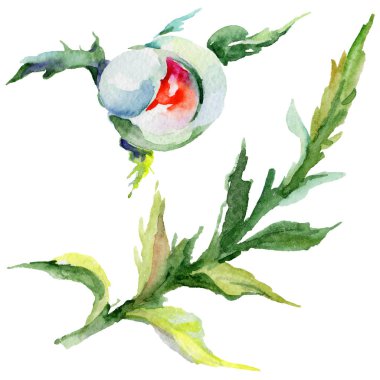 Kır çiçeği haşhaş çiçek izole bir suluboya tarzında.