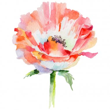 Kır çiçeği haşhaş çiçek izole bir suluboya tarzında.