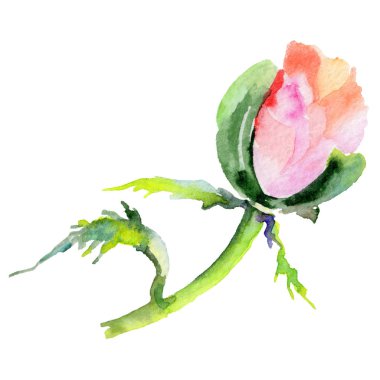 Kır çiçeği haşhaş çiçek izole bir suluboya tarzında.