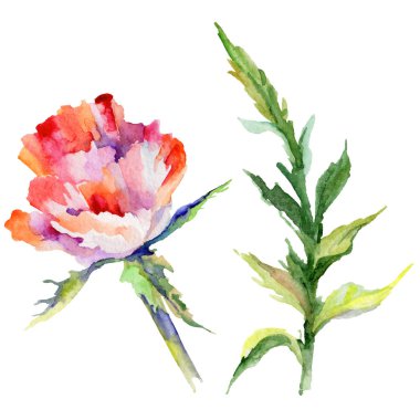 Kır çiçeği haşhaş çiçek izole bir suluboya tarzında.