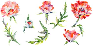 Kır çiçeği haşhaş çiçek izole bir suluboya tarzında.