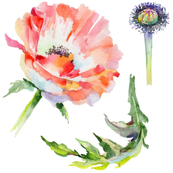Kır çiçeği haşhaş çiçek izole bir suluboya tarzında.