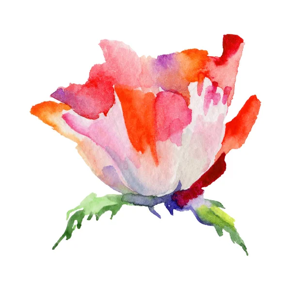 Kır çiçeği haşhaş çiçek izole bir suluboya tarzında.