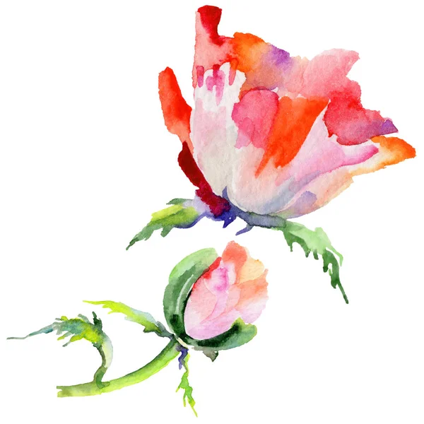 Kır çiçeği haşhaş çiçek izole bir suluboya tarzında.