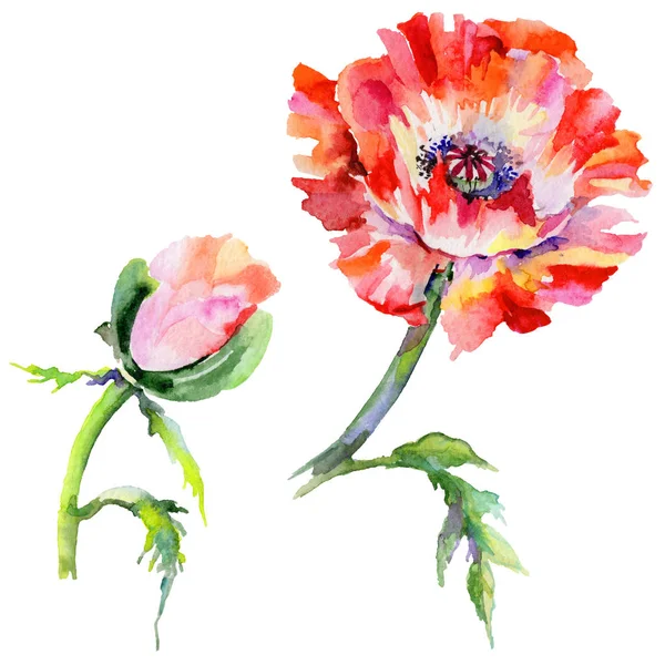 Wildflower poppy flower in a watercolor style isolated. — Stock Photo, Image