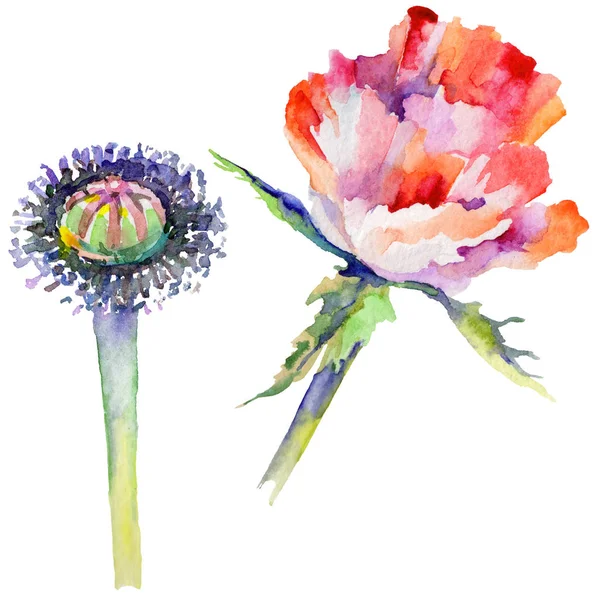 Kır çiçeği haşhaş çiçek izole bir suluboya tarzında.