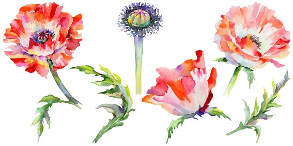 Wildflower vallmo blomma i akvarell stil isolerade. — Stockfoto
