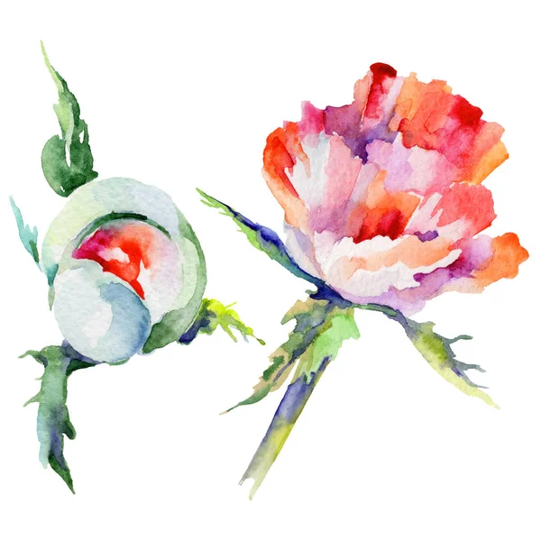 Kır çiçeği haşhaş çiçek izole bir suluboya tarzında.