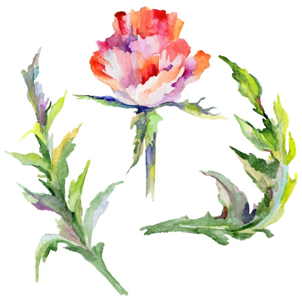 Wildblume Mohn Blume in einem Aquarell-Stil isoliert. — Stockfoto
