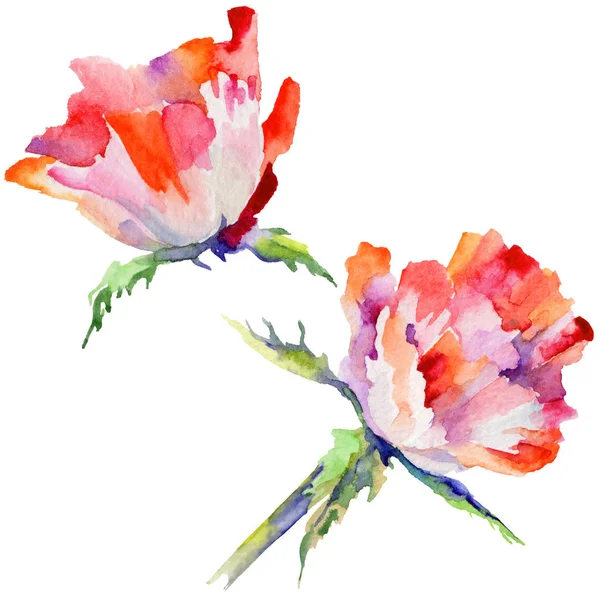 Kır çiçeği haşhaş çiçek izole bir suluboya tarzında.