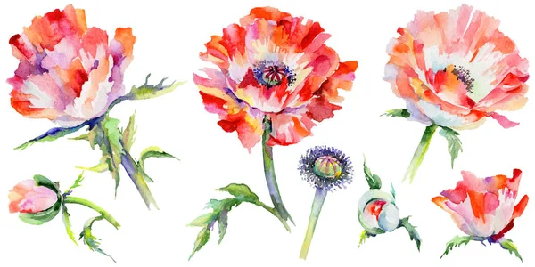 Wildflower poppy flower in a watercolor style isolated. — Stock Photo, Image