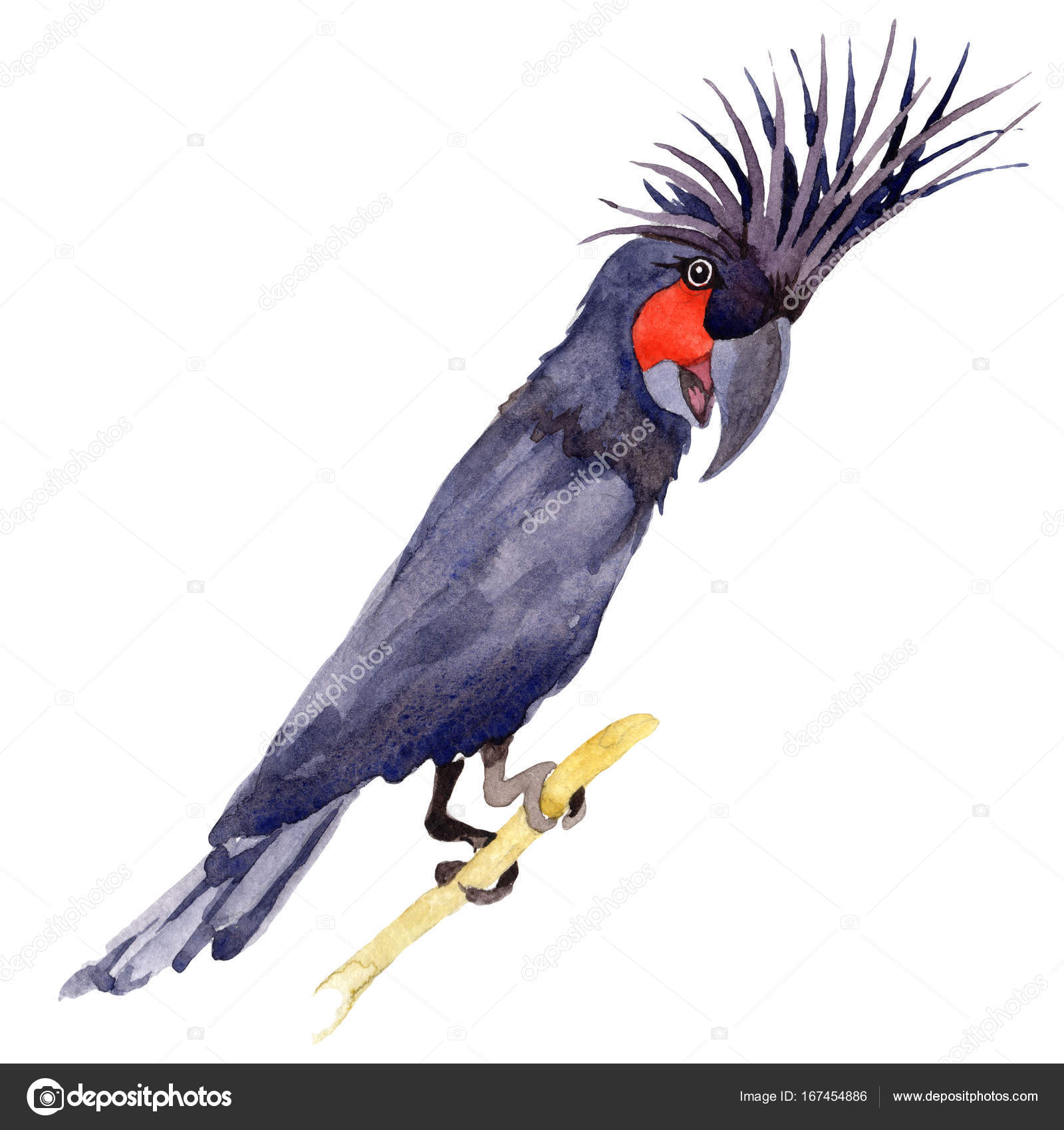 水彩風の分離による野生生物の空鳥黒コンゴウインコ.— ストックイラストレーション by © MyStocks #167454886, image size:1600x1700